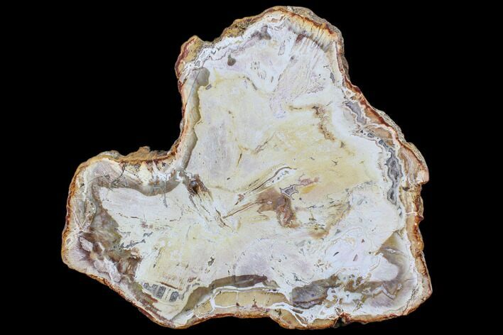 Petrified Wood (Araucaria) Slice - Madagascar #83293